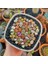 10'lu Mix Barrel Cactus Tohumu + 10'lu Kırmızı Papatya Çiçek Tohumu 1