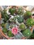 10'lu Mix Barrel Cactus Tohumu + 10'lu Kırmızı Orkide Çiçek Tohumu 1