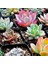 100'lü Karışık Succulent Kaktüs Tohumu + 10'lu Hollanda Gülü Çiçek Tohumu 1