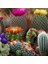 50'li Mix Barrel Cactus Tohumu + 10'lu Hollanda Gülü Çiçek Tohumu 1