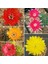 10'lu Mix Barrel Cactus Tohumu + 10'lu Hollanda Gülü Çiçek Tohumu 1
