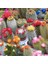 50'li Mix Barrel Cactus Tohumu + 10'lu Hollanda Gülü Çiçek Tohumu 1