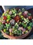 10'lu Mix Barrel Cactus Tohumu + 10'lu Hollanda Gülü Çiçek Tohumu 1