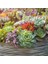 100'lü Karışık Succulent Kaktüs Tohumu + 10'lu Hollanda Gülü Çiçek Tohumu 1