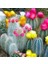 100'lü Mix Barrel Cactus Tohumu + 10'lu Kırmızı Lale Çiçek Tohumu 1