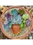 100'lü Mix Barrel Cactus Tohumu + 10'lu Hollanda Gülü Çiçek Tohumu 1