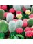 10'lu Mix Barrel Cactus Tohumu + 10'lu Kırmızı Lale Çiçek Tohumu 1