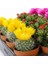 100'lü Mix Barrel Cactus Tohumu + 10'lu Kırmızı Lale Çiçek Tohumu 1