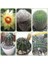 10'lu Mix Barrel Cactus Tohumu + 10'lu Kırmızı Lale Çiçek Tohumu 1