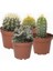 10'lu Mix Barrel Cactus Tohumu + 10'lu Kırmızı Orkide Çiçek Tohumu 1