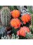 10'lu Mix Barrel Cactus Tohumu + 10'lu Kırmızı Papatya Çiçek Tohumu 1