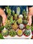 100'lü Karışık Succulent Kaktüs Tohumu + 10'lu Kırmızı Orkide Çiçek Tohumu 1