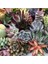 100'lü Mix Barrel Cactus Tohumu + 10'lu Kırmızı Papatya Çiçek Tohumu 1
