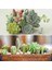 100'lü Karışık Succulent Kaktüs Tohumu + 10'lu Kırmızı Orkide Çiçek Tohumu 1