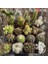 10'lu Mix Barrel Cactus Tohumu + 10'lu Hollanda Gülü Çiçek Tohumu 1