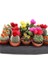 10'lu Karışık Succulent Kaktüs Tohumu + 10'lu Kırmızı Lale Çiçek Tohumu 1