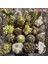 10'lu Karışık Succulent Kaktüs Tohumu + 10'lu Kırmızı Orkide Çiçek Tohumu 1