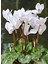 Beyaz Sıklamen (Cyclamen) Çiçeği Saksılı 1