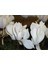 Beyaz Sıklamen (Cyclamen) Çiçeği Saksılı 2