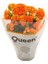 Kalanşo Kalanchoe (Emel Hanım) Çiçeği Turuncu Renk 1