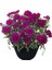 Kokulu Mor Bodur Karanfil Bitkisi Dianthus Caryophyllus Purple 1