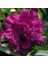 Kokulu Mor Bodur Karanfil Bitkisi Dianthus Caryophyllus Purple 2