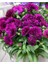 Kokulu Mor Bodur Karanfil Bitkisi Dianthus Caryophyllus Purple 3