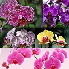 Day 25'li 10 Farklı Renk Karışık Phalaenopsis Orchid Çiçeği Tohumu + 10'lu Kırmızı Zambak Toh