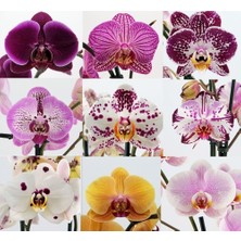 Day 100'lü 10 Farklı Renk Karışık Phalaenopsis Orchid Çiçeği Tohumu + 10'lu Kırmızı Zambak Toh