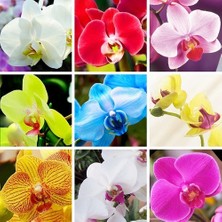 Day 10'lu 10 Farklı Karışık Renk Phalaenopsis Orchid Çiçeği Tohumu + 10'lu Kırmızı Zambak Toh