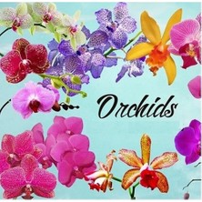 Day 10'lu 10 Farklı Karışık Renk Phalaenopsis Orchid Çiçeği Tohumu + 10'lu Kırmızı Zambak Toh
