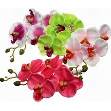 Day 25'li 10 Farklı Renk Karışık Phalaenopsis Orchid Çiçeği Tohumu + 10'lu Kırmızı Zambak Toh