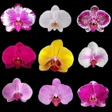 Day 50'li 10 Farklı Renk Karışık Phalaenopsis Orchid Çiçeği Tohumu + 10'lu Kırmızı Zambak Toh
