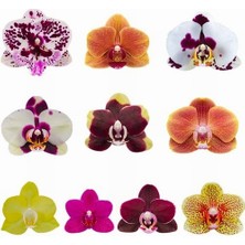 Day 100'lü 10 Farklı Renk Karışık Phalaenopsis Orchid Çiçeği Tohumu + 10'lu Kırmızı Zambak Toh