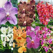 Day 100'lü 10 Farklı Renk Karışık Phalaenopsis Orchid Çiçeği Tohumu + 10'lu Kırmızı Zambak Toh