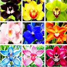 Day 10'lu 10 Farklı Karışık Renk Orchid Seed Çiçeği Tohumu + 10'lu Kırmızı Zambak Tohumu