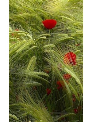 Pix Art Sanat Sazlıktaki Gelincik Pixart Sanat Elmas Mozaik Tablo Diamond Türkiye 48*78