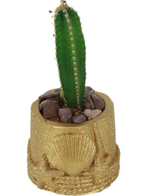 Stein Kohle Dekoratif Saksı Minik Kaktüs Saksısı Deniz Ürünlü Model