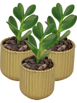 Stein Kohle Dekoratif Saksı Minik Kaktüs Saksısı Vintage Düz Çizgili Model