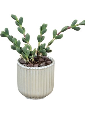 Stein Kohle Dekoratif Saksı Minik Kaktüs Saksısı Vintage Düz Çizgili Model