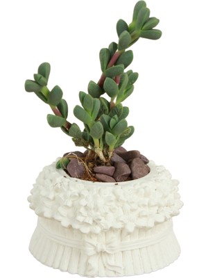 Stein Kohle Dekoratif Saksı Minik Kaktüs Saksısı Çiçekli Fiyonklu Model