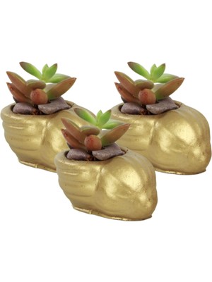 Stein Kohle Dekoratif Saksı Minik Kaktüs Saksısı Deniz Salyangozu Model
