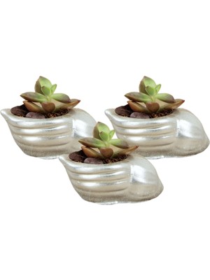 Stein Kohle Dekoratif Saksı Minik Kaktüs Saksısı Deniz Salyangozu Model