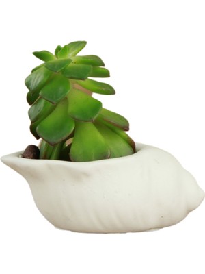 Stein Kohle Dekoratif Saksı Minik Kaktüs Saksısı Deniz Salyangozu Model