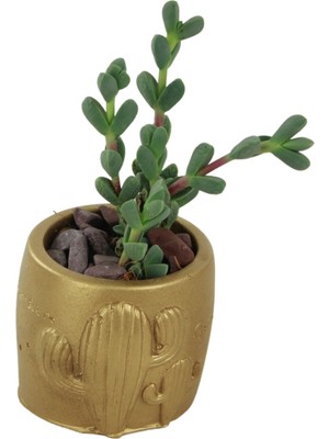 Stein Kohle Dekoratif Saksı Minik Kaktüs Saksısı Kaktüs Desenli Model