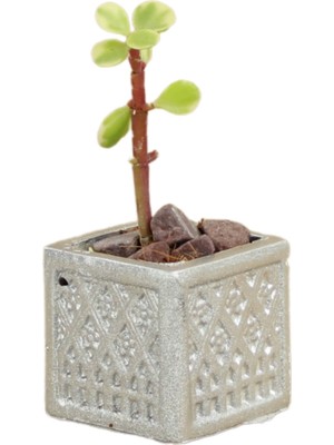 Stein Kohle Dekoratif Saksı Minik Kaktüs Saksısı Mini Kare Model