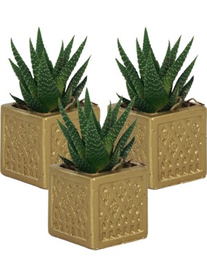 Stein Kohle Dekoratif Saksı Minik Kaktüs Saksısı Mini Kare Model