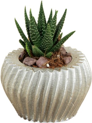 Stein Kohle Dekoratif Saksı Minik Kaktüs Saksısı Derin Çizgili Spiral Model