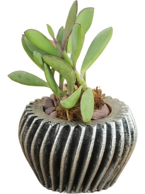 Stein Kohle Dekoratif Saksı Minik Kaktüs Saksısı Derin Çizgili Spiral Model