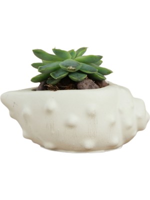 Stein Kohle Dekoratif Saksı Minik Kaktüs Saksısı Deniz Kabuğu Model